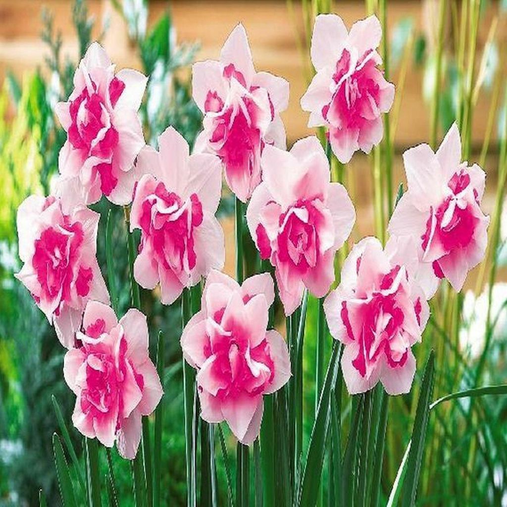 Narzissen Blumenzwiebeln Zwiebeln Blumen Gefüllte Narzisse Produktbild 