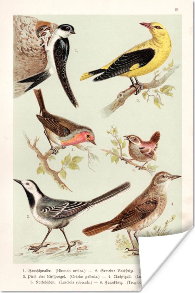 MuchoWow Poster Vogel - Vintage - Zeichnung 80x120 cm - Papierdruck