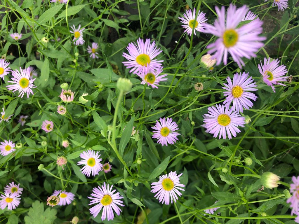 6 x Erigeron karvinskianus 'Lavender Lady' - Spanisches Gänseblümchen - Topf 9x9 cm