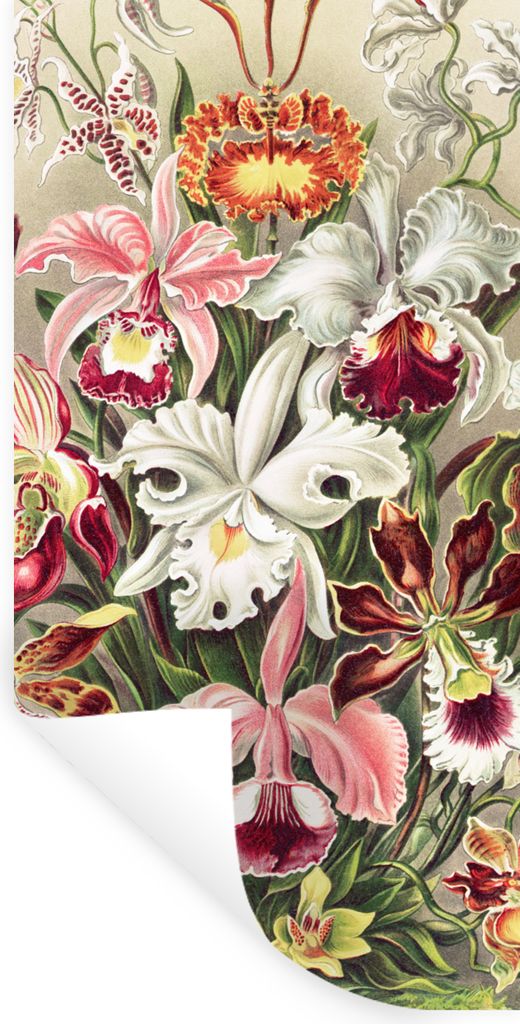 MuchoWow Wandtattoo Wandsticker Wandaufkleber Blumen - Ernst Haeckel - Jahrgang - Orchidee 60x120 cm Selbstklebend und Repositionierbar - Selbstk...