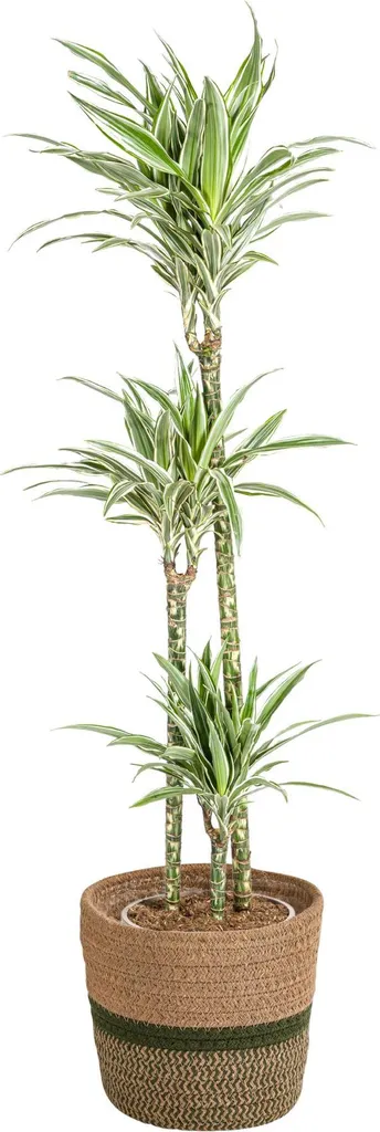 Grande Plante Verte d'Intérieur Dracaena White Stripe en Panier Osier