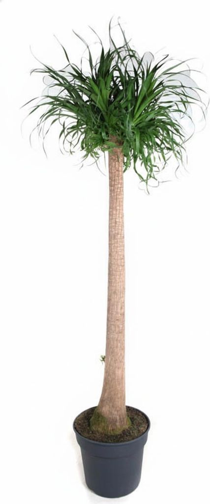 Beaucarnea XXL – ca.180–200cm Zimmerpflanze – Elefantenfuß mit markantem Stamm – Exklusive Großpflanze für Wohnzimmer Büro & Empfangsbe...