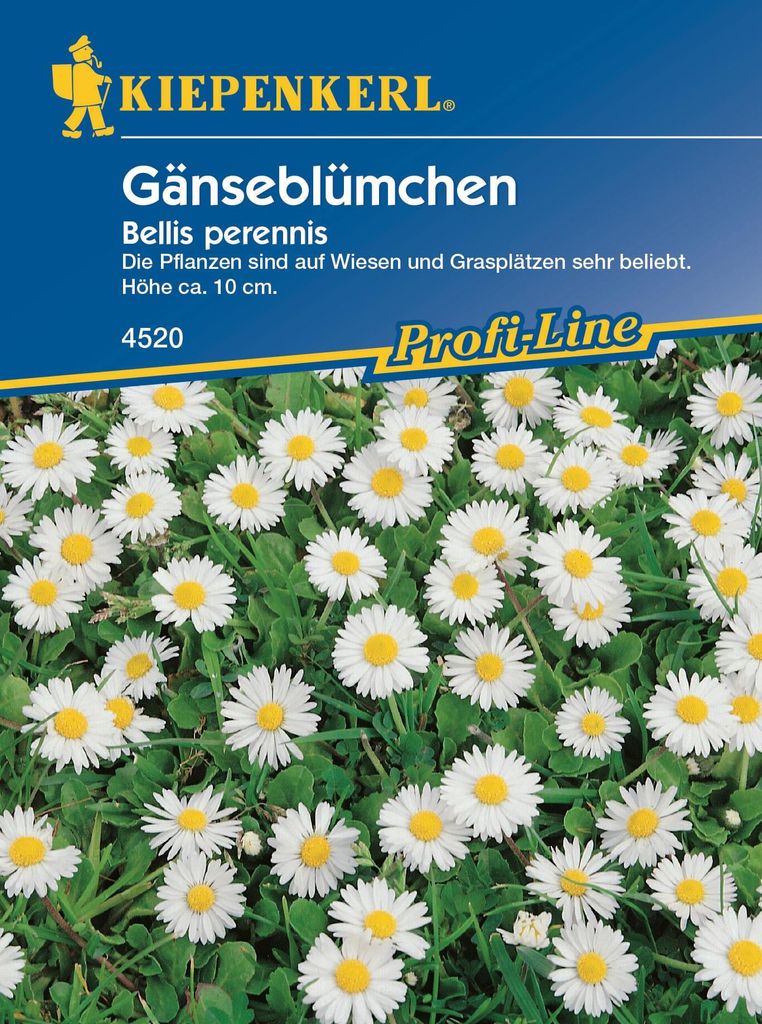 [STREICHUNG 2024] Gänseblümchen | Gänseblümchensamen von Produktbild 
