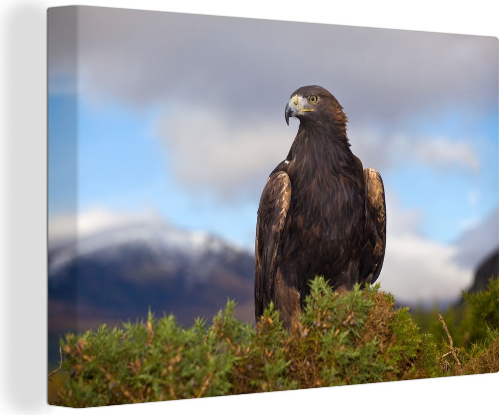 OneMillionCanvasses - Leinwandbilder - 140x90 cm, Steinadler rastet vor den Bergen, Wandbilder Kunstdruck Wanddekoration - Foto auf Leinwand - Ge...