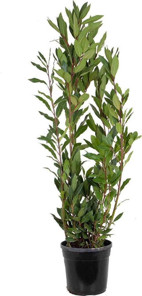 Bloomique - Laurus Nobilis - Lorbeer Pflanze - Produktbild 