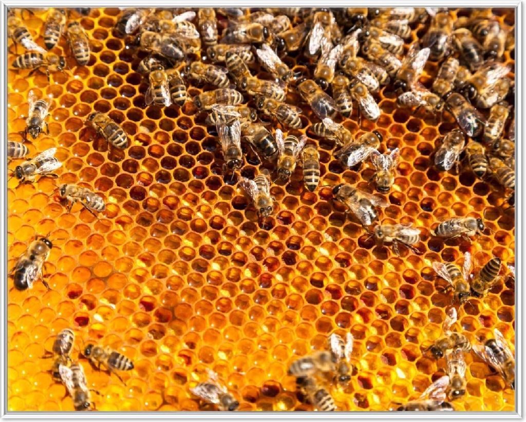 Wallario Wandbild Honigwaben mit Bienen, Größe: 40,30 x 50,30 cm, Poster mit weißem Aluminiumrahmen