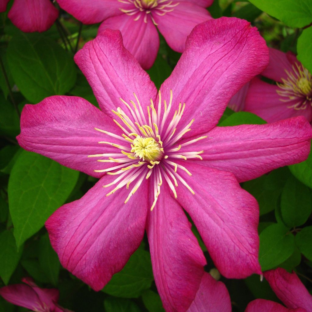 Clematis Ville de Lyon 1L
