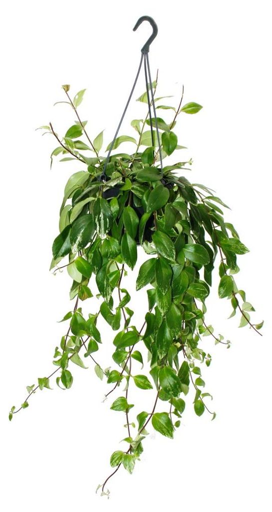 Pianta da rossetto - Aeschynanthus lobbianus "Variegatus" - Immagine del prodotto 