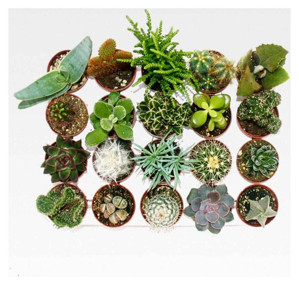 Kakteen und Sukkulenten - XXL Starter Set - 20 verschiedene Pflanzen im 5,5 cm Topf