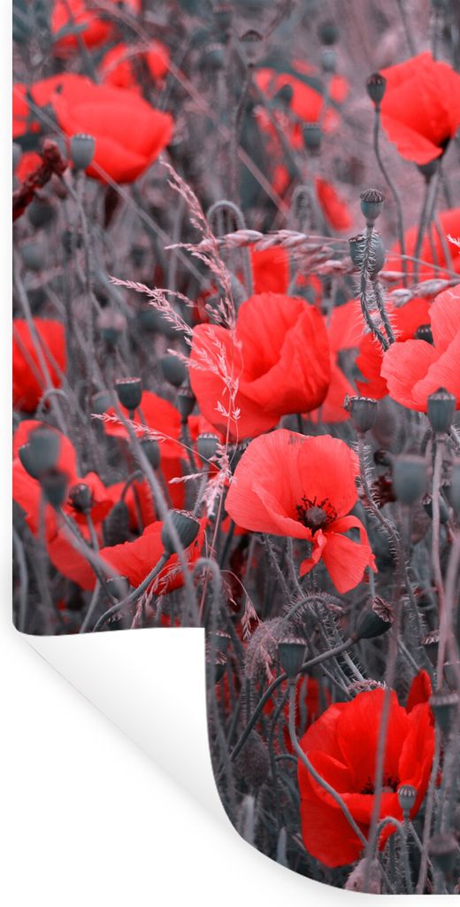 MuchoWow Wandtattoo Wandsticker Wandaufkleber Rote Mohnblumen in einem Schwarz-Weiß-Bild 80x160 cm Selbstklebend und Repositionierbar - Sticker ...