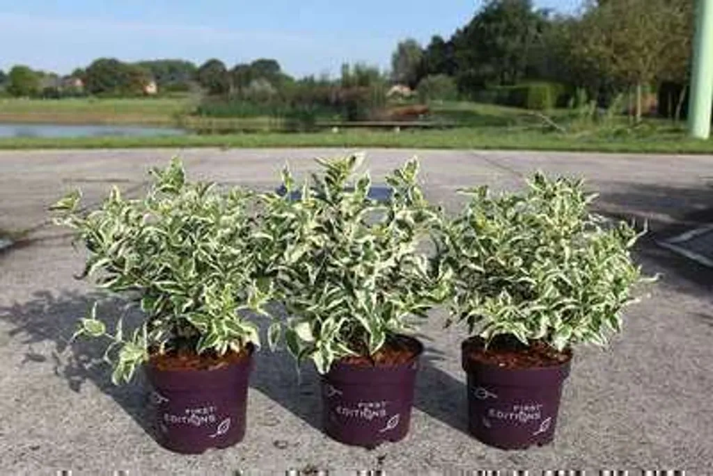 Weigelia américain Cool Splash pour jardin d'ombre et bordures 40cm