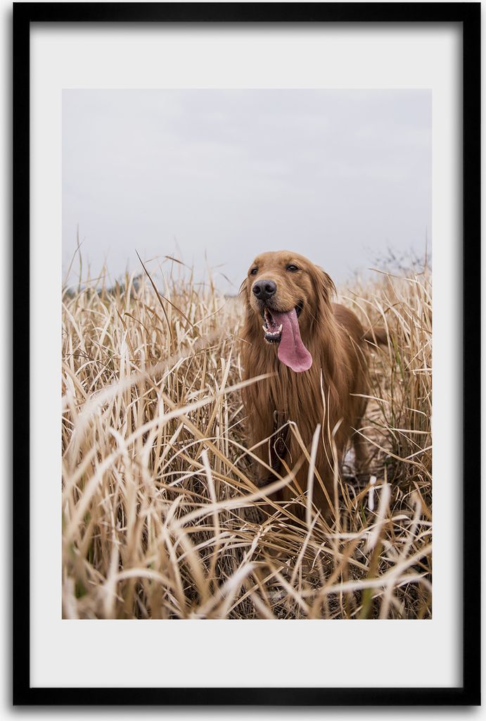 Bild - Bilderrahmen - 40 cm x 60 cm - MDF - Rahmen - Wandkunst - Goldener Apportierhund