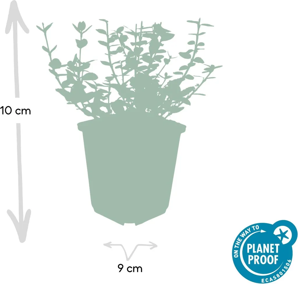 Euonymus Emerald Gaiety robuste et facile - 24 Arbustes rustiques