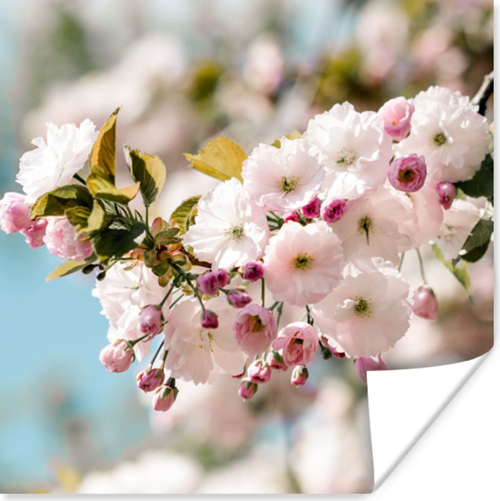 MuchoWow Poster Blumen - Blüte - Frühling 100x100 cm - Babyzimmer