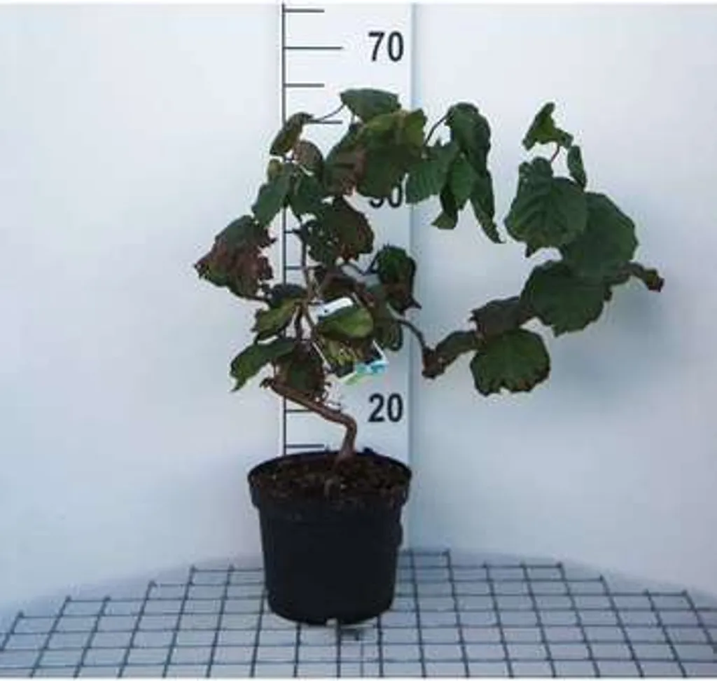 Noisetier tortueux d'ornement Corylus Contorta pour jardin et terrasse