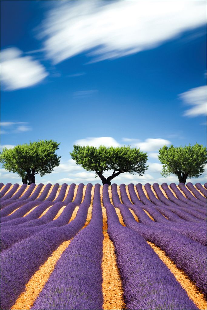 Wallario selbstklebendes Poster - Abstraktes lila Blumenfeld mit Lavendel, Größe: 61 x 91,50 cm