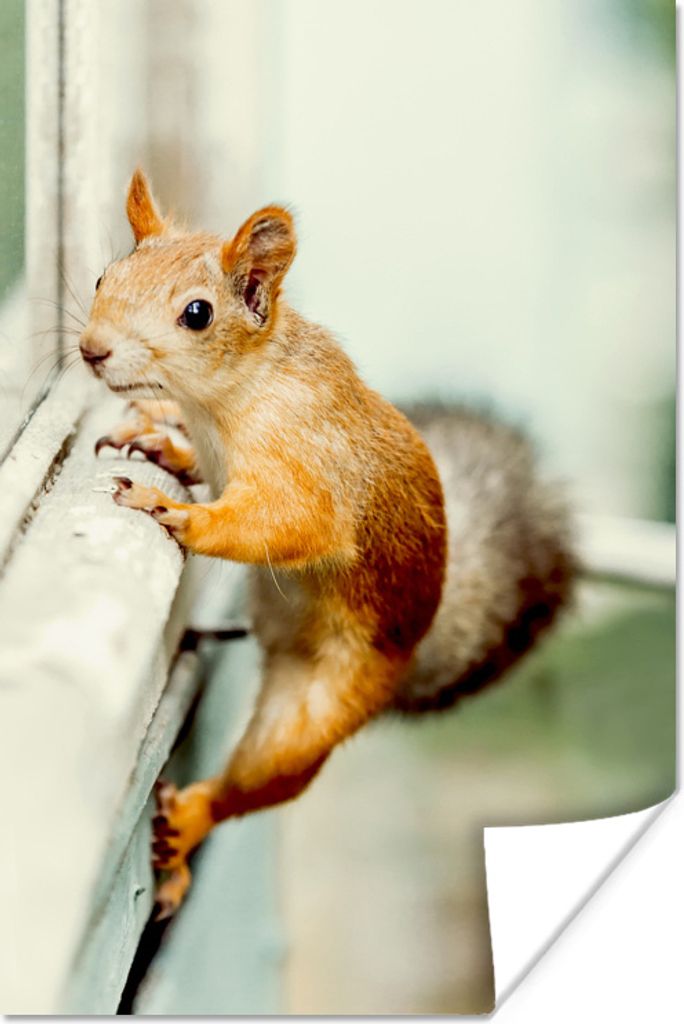 MuchoWow Poster Eichhörnchen - Fenster - Klettern 60x90 cm - Wanddekoration
