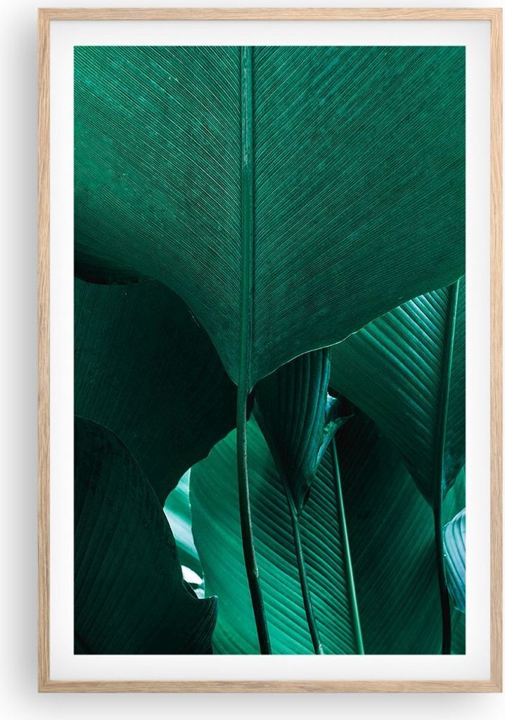 Gerahmtes Poster - Rahmen in heller Eiche - Blätter Palmen Banane - 61x91,5 cm - Wand Bild - Wanddeko - Wandbilder - Kunstposter - Wandposter - Bi...