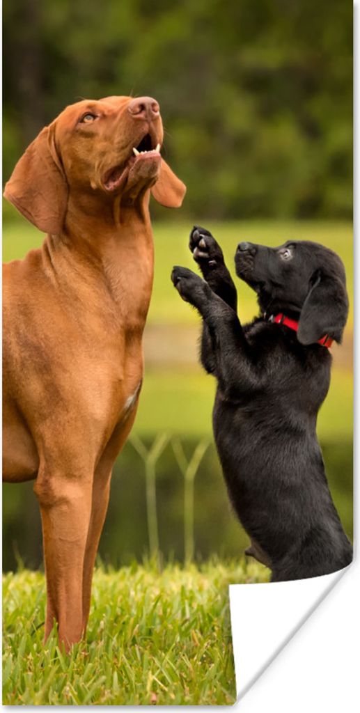 MuchoWow Poster Ein Welpe spielt mit einem erwachsenen Hund 20x40 cm - Plakat - Foto