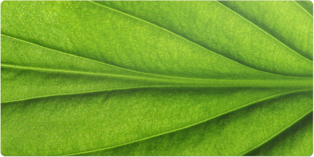 Blatt Aus Nächster Nähe– Schreibtischunterlage – Schreibtisch Tischunterlage – 120x60 cm – Unterlage Groß Schreibtischmatte