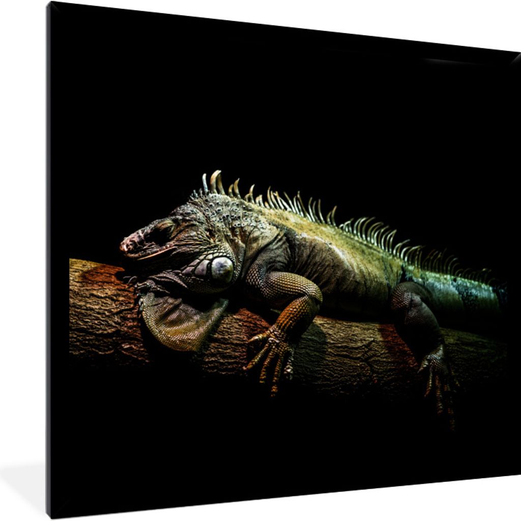 MuchoWow Gerahmtes Poster Tier - Zweig - Schwarz 40x40 cm - Poster mit Schwarzem Bilderrahmen Wandposter Rahmen Foto Bilder - Mit Rahmen - Wandde...