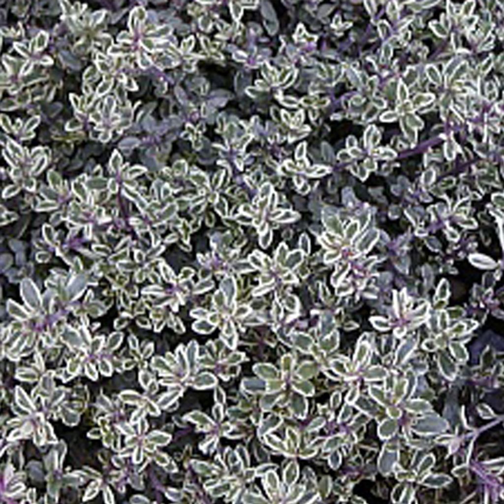 6 x Zitronen-Thymian  - Thymus citriodorus 'Silver Queen'  Produktbild 