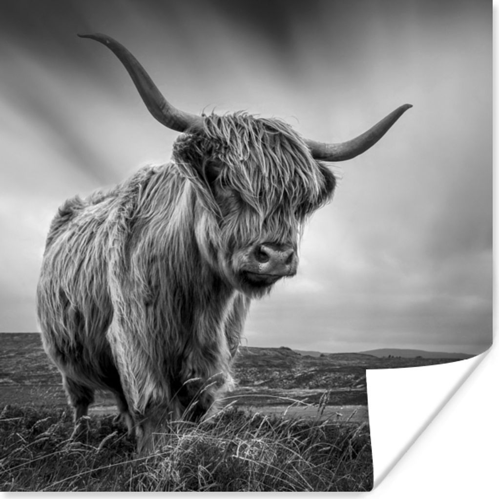 MuchoWow Poster Kühe - Schottische Hochlandkühe - Natur - Tiere - Schwarz und weiß 75x75 cm - Wand Dekoration