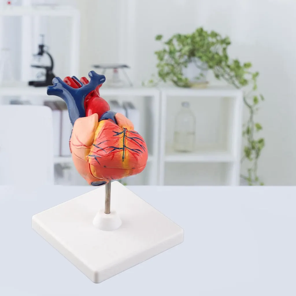 Maquette de cœur humain détaillée avec structures internes amovibles - 6