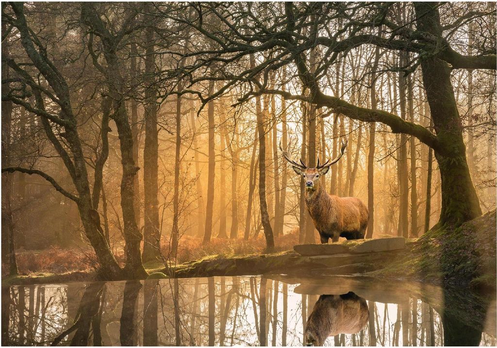 Vlies Fototapete Wald Hirsche Tiere Bäume (416x254 cm - inkl. Kleister) Wohnzimmer Schlafzimmer Flur Vliestapete Wandtapete Modern Tapete UV-Best...