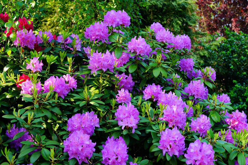 hansepuzzle 21740 - Rhododendron Puzzle, 2000 Teile, Natur, 90,0 x 60,0cm mit hochwertiger Aufbewahrung, Kartonbox und wiederverschließbarem Beutel