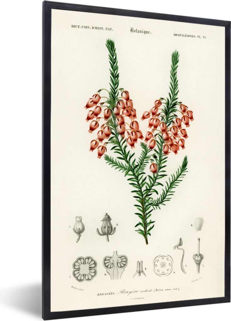 MuchoWow Gerahmtes Poster Pflanze - Blume - Botanik 40x60 cm - Poster mit Schwarzem Bilderrahmen Wandposter Rahmen Foto Bilder - Papierdruck - Wa...