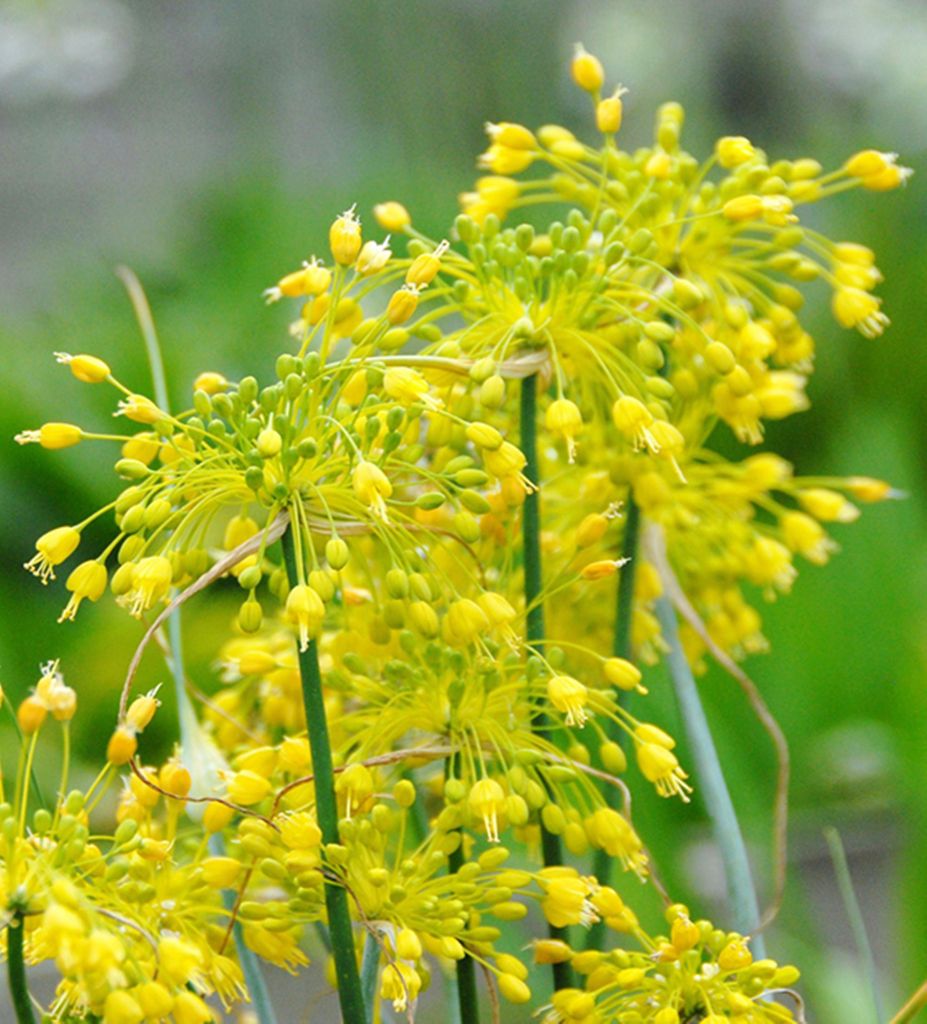 Blumenzwiebeln Zwiebeln Zierlauch Allium Chloranthum 3 St. Produktbild 