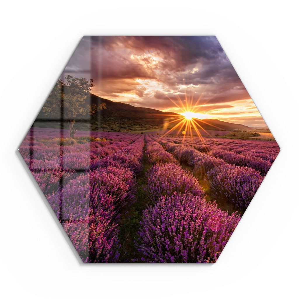 DEQORI Glasbild Echtglas 40x35 cm 'Lavendelreihen am Abend' Wandbild Bild modern Deko