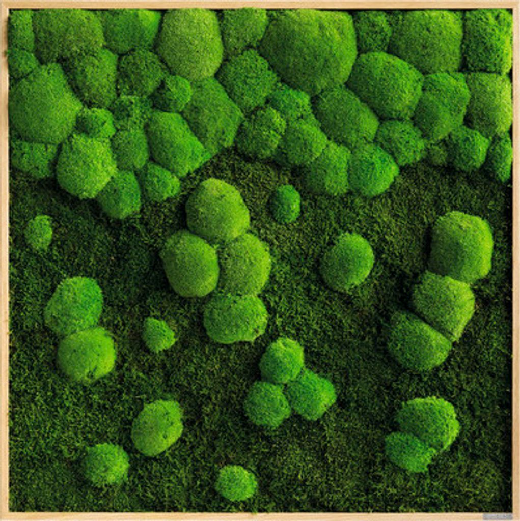 Wald- & Kugelmoosbild Rahmen Eichenoptik 80x80 cm