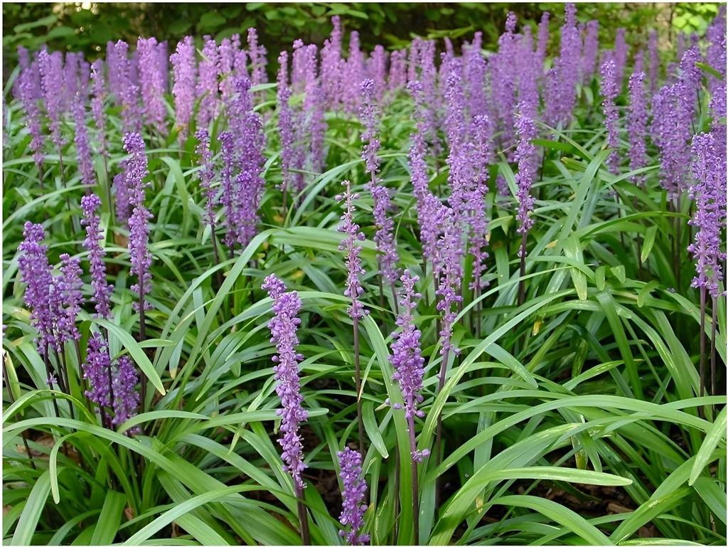 Stauden Gänge 3 x Liriope muscari 'Big Blue' im 1 Liter Topf - Lilientraube - Tiefblaues Leuchten für schattige Plätze - Schönheit - Winterhart