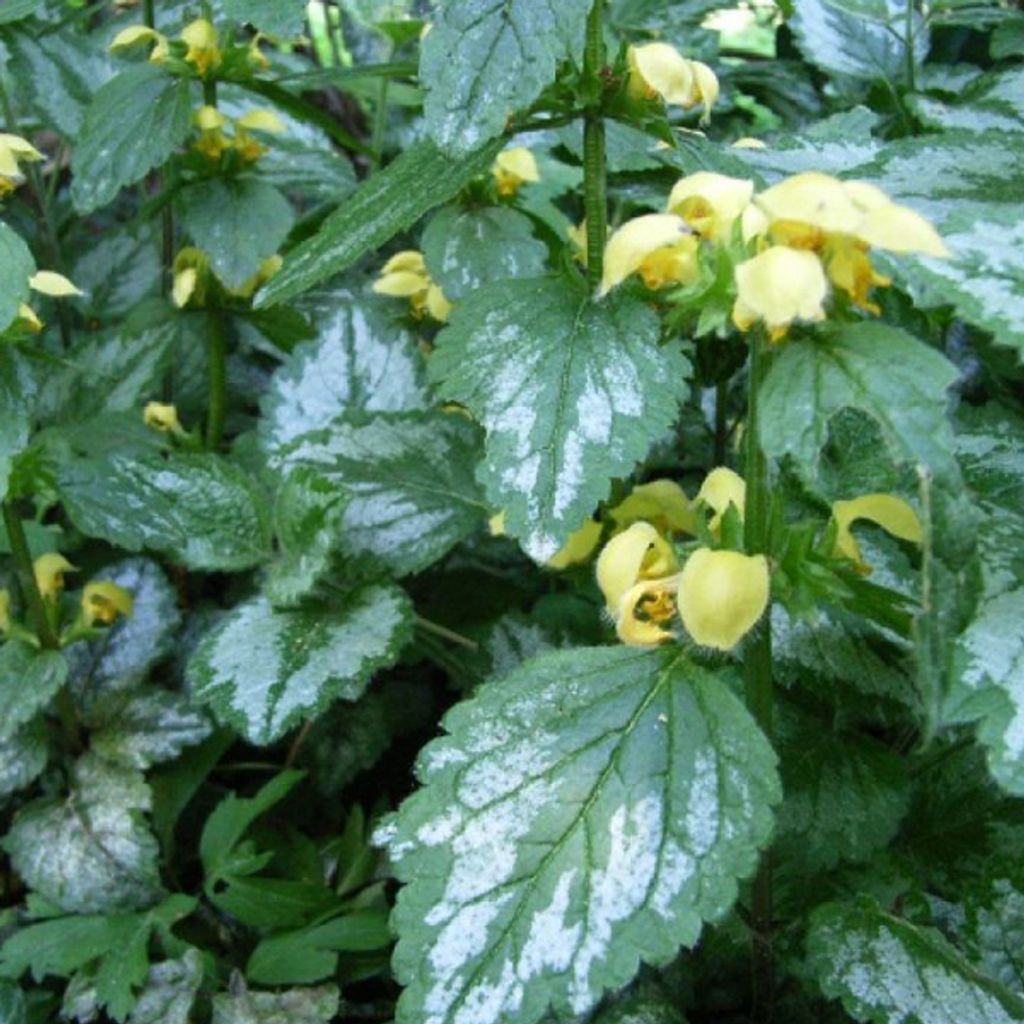6 plants de Lamiastrum galeobdolon 'Florentinum' (nettle Image du produit 