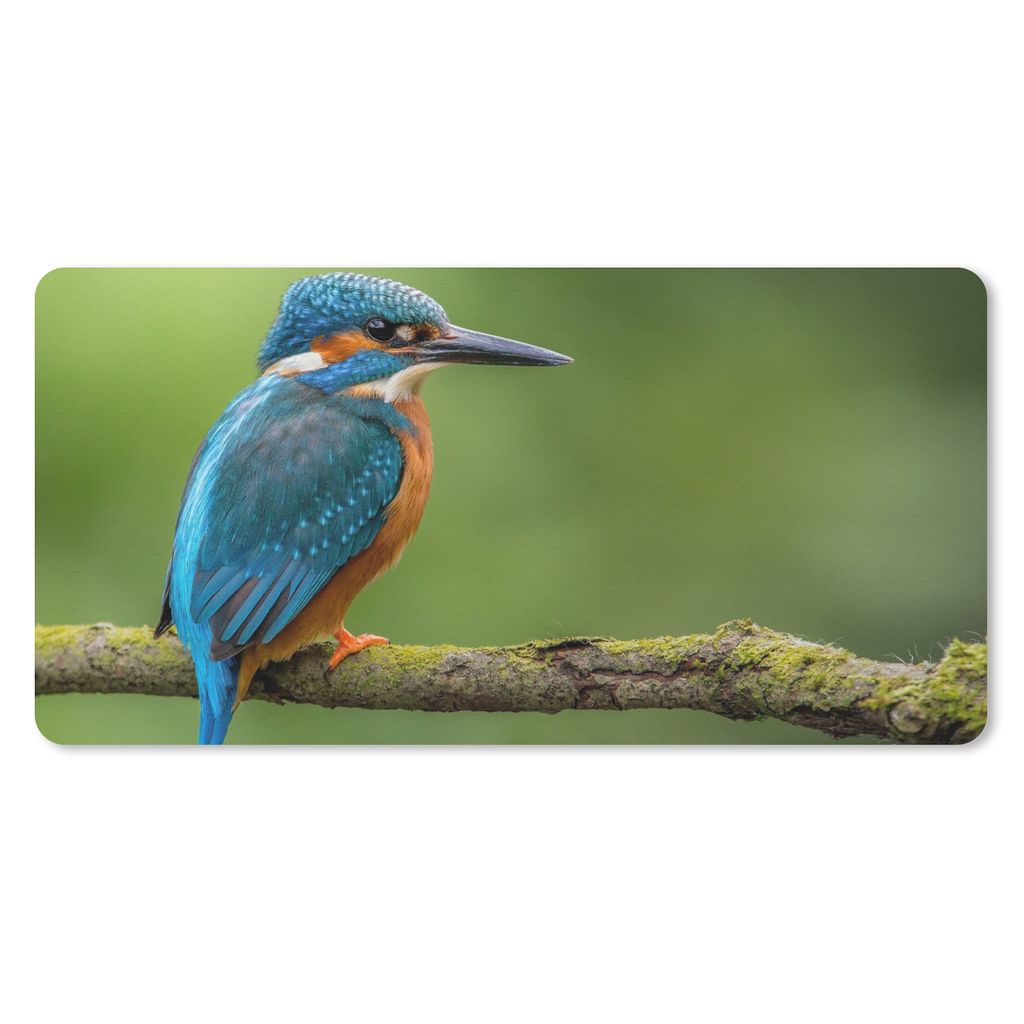 MuchoWow Schreibtischunterlage Eisvogel - Zweig - Moos - Vogel - Grün 80x40 cm - XXL Mauspad - Gaming Mauspad