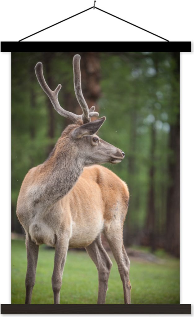 MuchoWow Textilposter Ein Rentier im Khovsgol Lake National Park in der Mongolei 60x90 cm mit schwarzem Rahmen - Poster Wohnzimmer