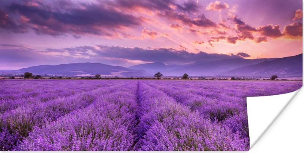 MuchoWow Poster Lavendel - Lila - Blumen - Feld 40x20 cm - Poster für die Wand - Poster Schlafzimmer