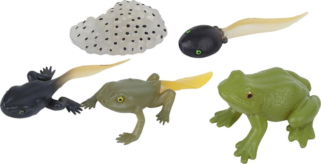 Ranidae Wachstumszyklusmodell Kinder Miniatursimulation Tier früh Bildung Statue Spielzeug