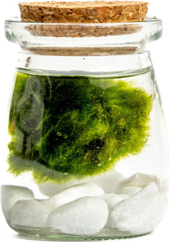 Gardners Skleněná dóza ACORUS s korkovým špuntem 5x7,5 cm a Obrázek produktu 