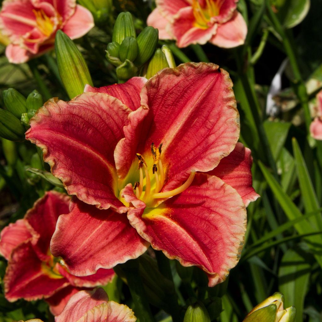 Taglilie Hemerocallis Staude Rhizom winterhart Taglilie Anna Rosa 1 St.