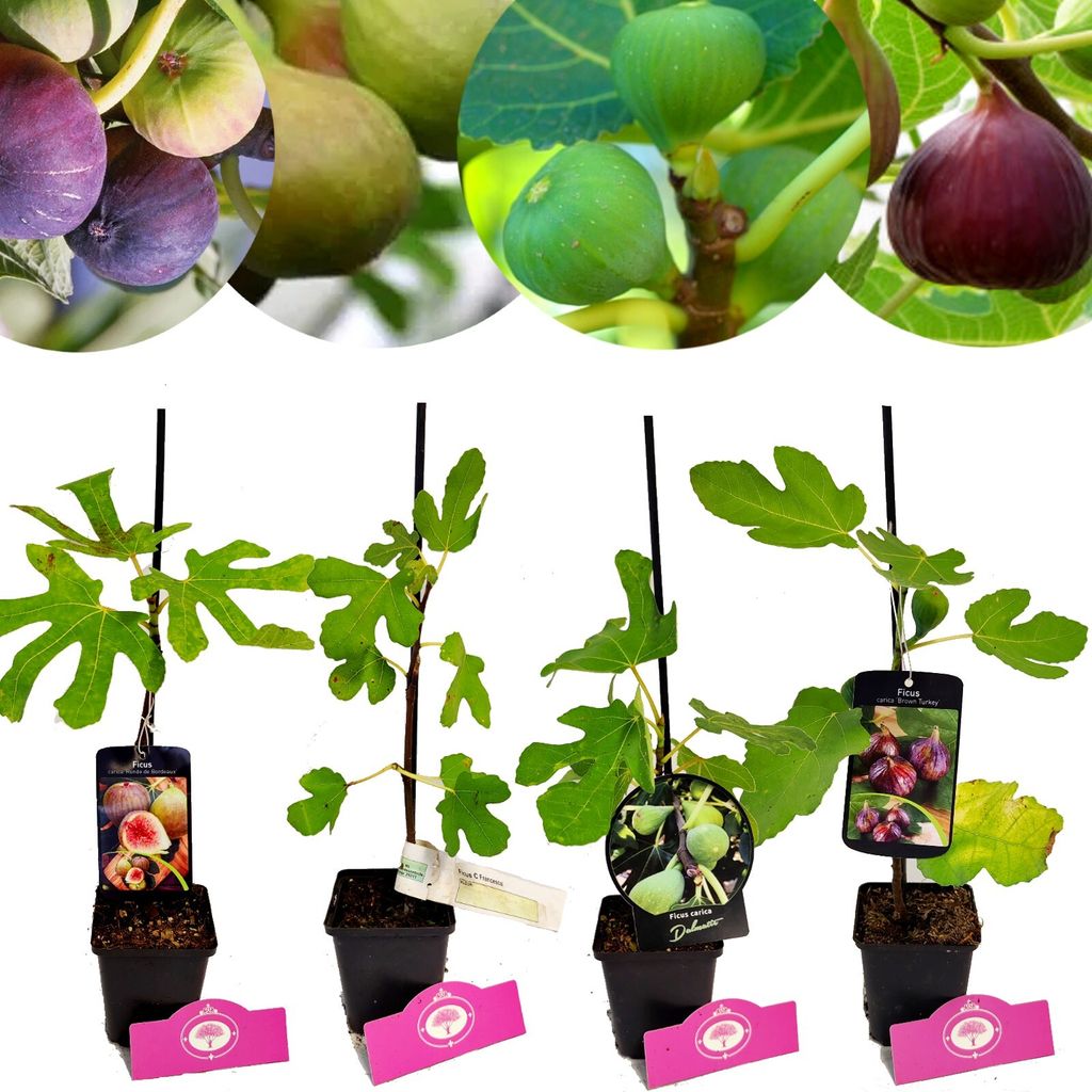 Set di 4 fichi – Ficus carica – Brown Turkey, Bornholms Immagine del prodotto 