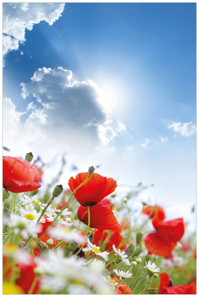 Wallario Wandbild aus Acryl, 90 x 60 cm, freischwebende Optik - Mohnblumen unter blauem Himmel