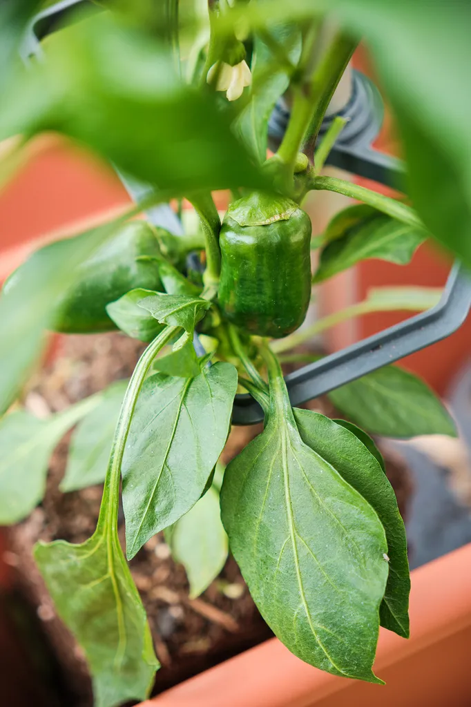 Tuteurs pour Piments CHILI BUDDY - Support de Croissance pour Potager 3pcs - 8
