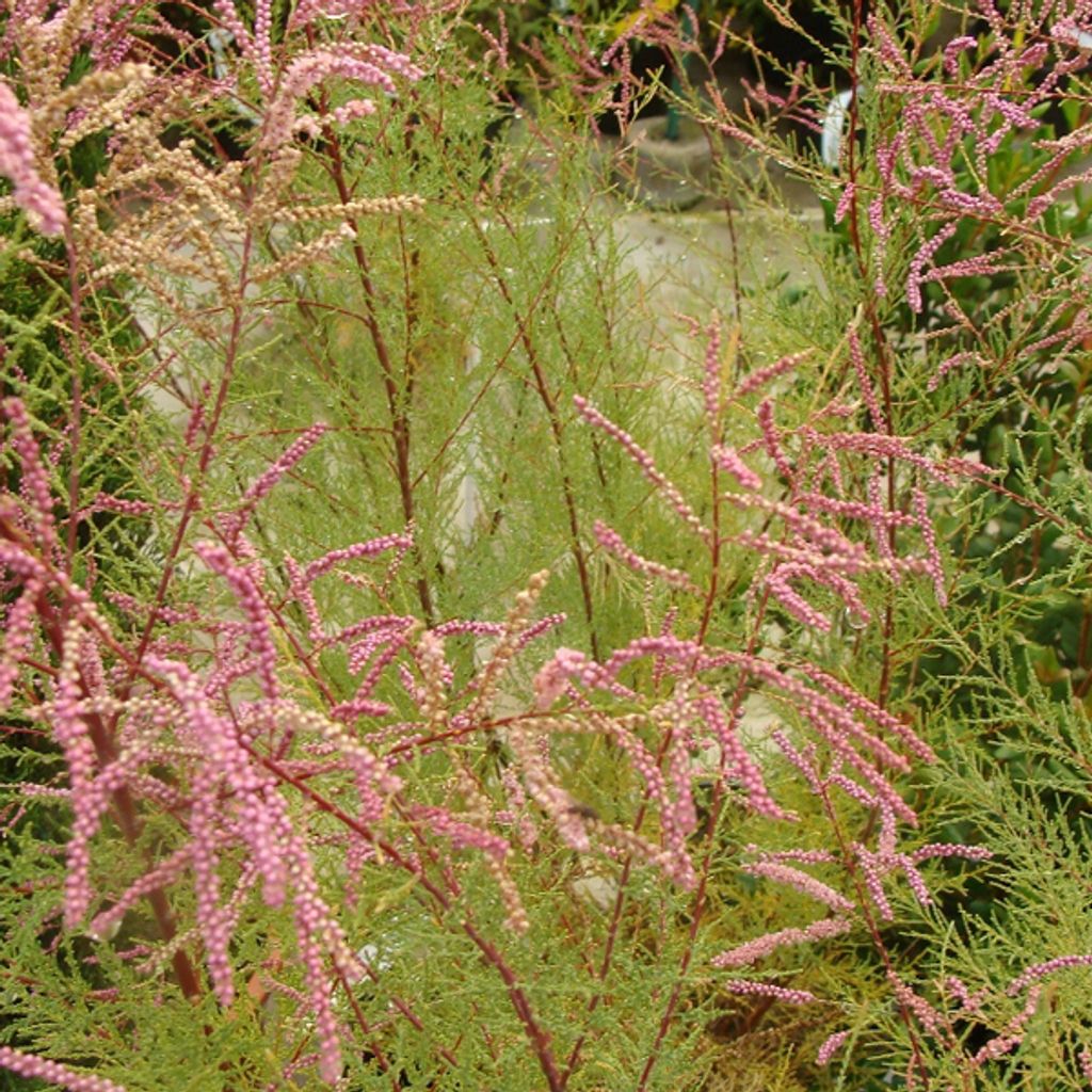2 x Kaspische Tamariske - Tamarix ramosissima 'Pink Cascade' | 60-80 cm in Container