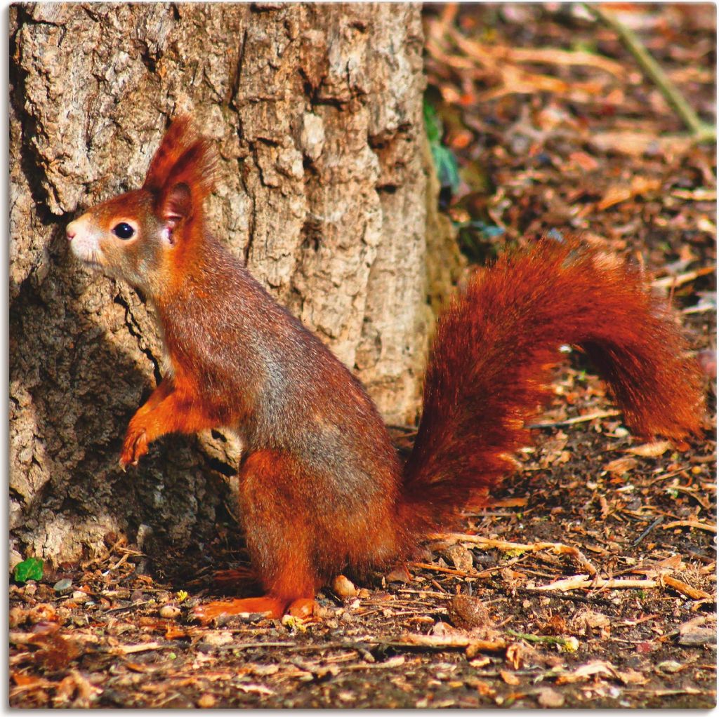 ARTland Leinwandbild Rotes Eichhörnchen will hoch hinaus Größe: 50x50 cm