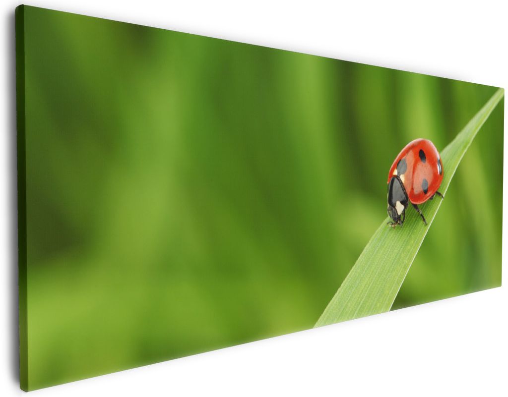 Wallario Premium Leinwandbild Marienkäfer auf grünem Blatt in Größe 50 x 125 cm