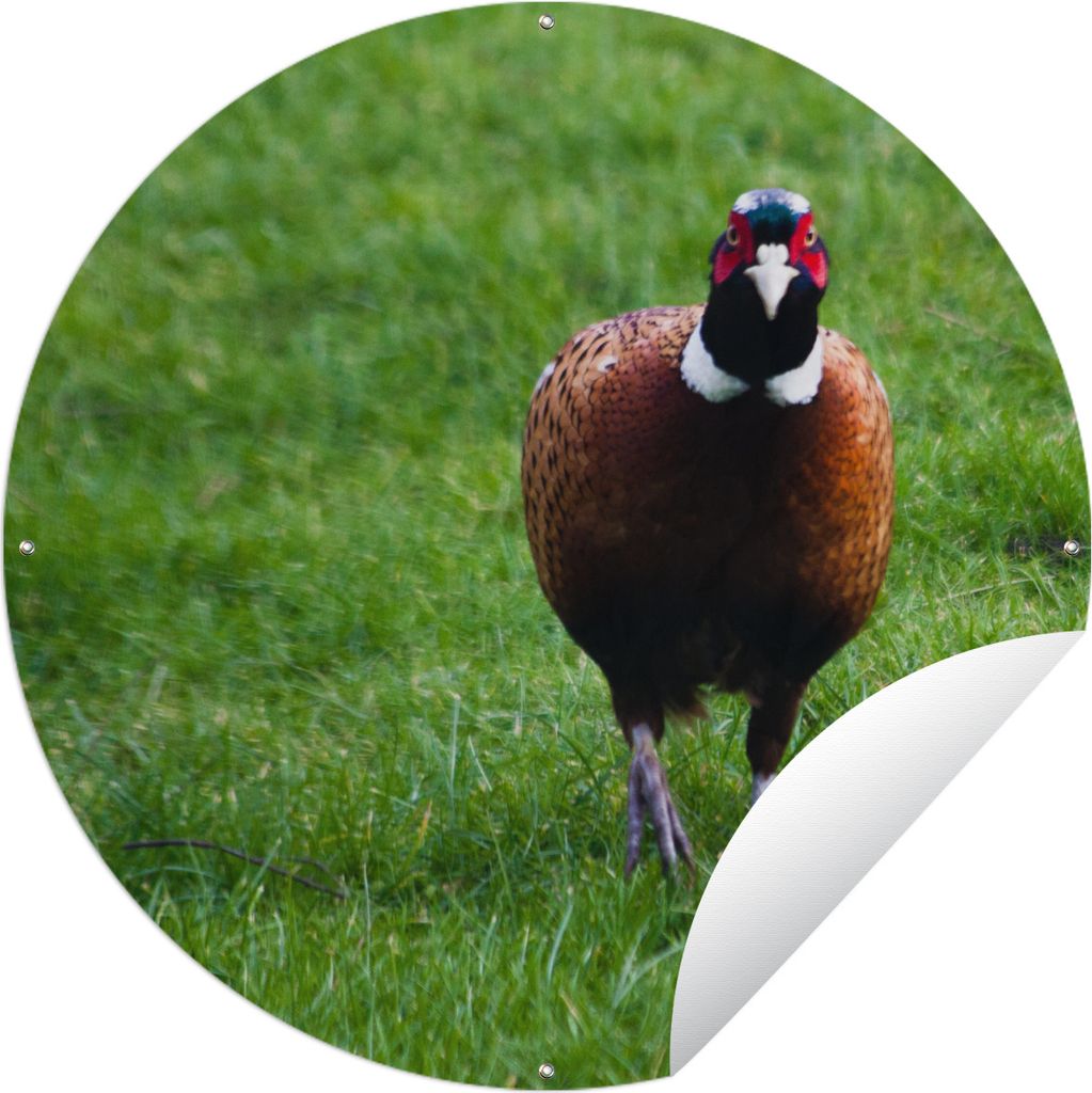 MuchoWow Gartenposter Outdoor-Poster Rund Fasan - Wild - England Ø 150 cm Gartendeko Rundes Poster draußen