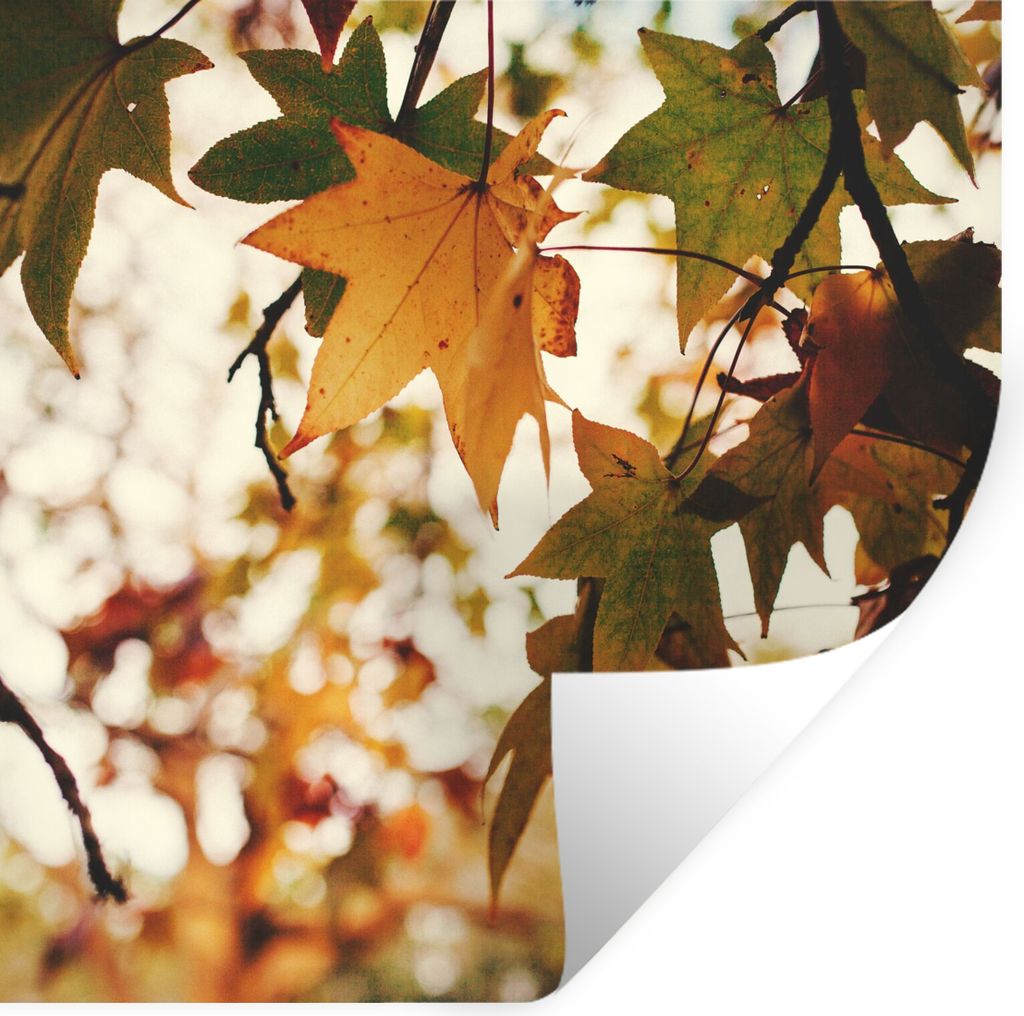 MuchoWow Wandtattoo Wandsticker Wandaufkleber Natur - Herbstblätter - Rustikal 50x50 cm Selbstklebend und Repositionierbar - Selbstklebend - Fot...
